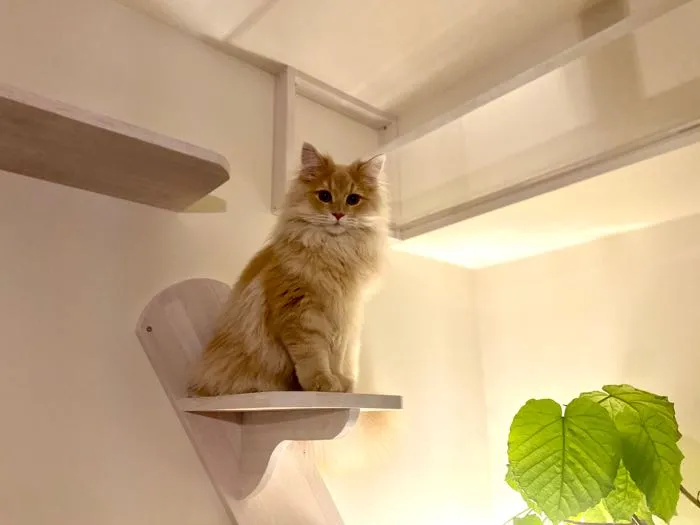 キャットタワーに乗る猫ちゃんの画像